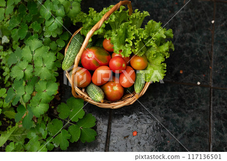 Harvesting red tomatoes in the garden 117136501