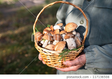 Cep or Boletus Mushroom growing on lush green moss in a forest, low angle view 117136508