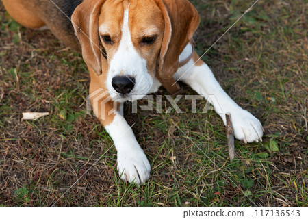 Beagle puppy looking up. Pet portrait indoors. 117136543