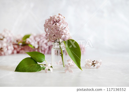 lilac flower isolated on white background, full depth of field, clipping path lilac flower isolated on white background, full depth of field, clipping path 117136552