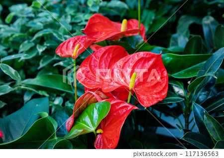 Anthurium flowers close-up. beauty of nature 117136563