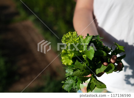 Senior women's hands collect lettuce leaves in the garden 117136590