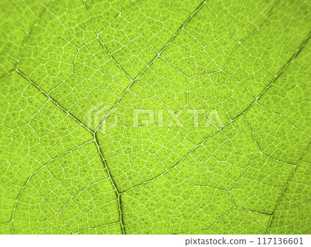 A close-up photograph of a green leaf with its veins clearly visible. 117136601