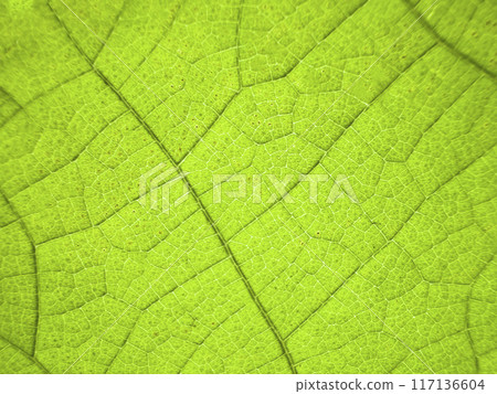 A close-up photograph of a green leaf with its veins clearly visible. A close-up photograph of a green leaf with its veins clearly visible. 117136604