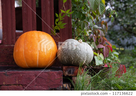 Harvest of fresh organic orange pumpkins on green lawn near flower bed of bright marigolds in kitchen garden on sunny autumn day. Happy Thanksgiving holiday concept. Garden seasonal works 117136622