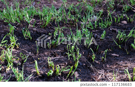 The after effects of a fire, 117136683