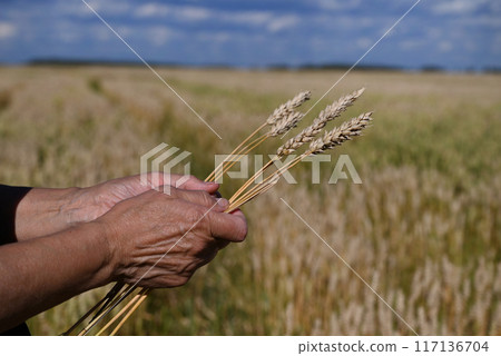 Wheat quality check. Farmer with ears of wheat in a wheat field. Harvesting. Agro business. Wheat quality check. Farmer with ears of wheat in a wheat field. Harvesting. Agro business. 117136704