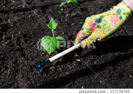 female hands in household gloves transplant seedlings of cucumbers. 117136705