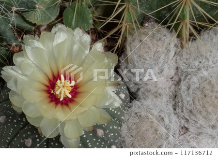 Top view of Yellow flower of Astrophytum asterias (Kabuto cactus) with Mammillaria Plumosa in cactus garden. Top view of Yellow flower of Astrophytum asterias (Kabuto cactus) with Mammillaria Plumosa in cactus garden. 117136712