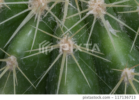Detail of Ferocactus echidne with sharp white prickles. Detail of Ferocactus echidne with sharp white prickles. 117136713