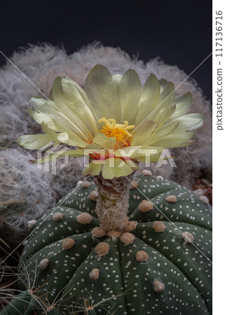 Beautiful yellow flower of Astrophytum asterias. 117136716