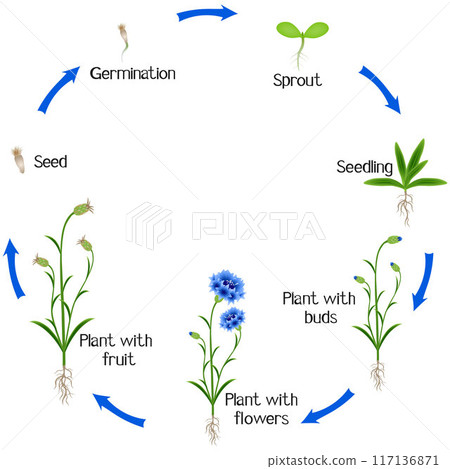 A growth cycle of a blue cornflower on a white background. A growth cycle of a blue cornflower on a white background. 117136871