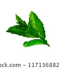 Green mint leaves hand drawn watercolor 117136882