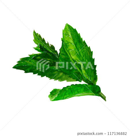 Green mint leaves hand drawn watercolor Green mint leaves hand drawn watercolor 117136882