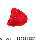 Red raspberry, sweet juicy berry watercolor 117136885