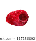 Raspberry watercolor illustration 117136892