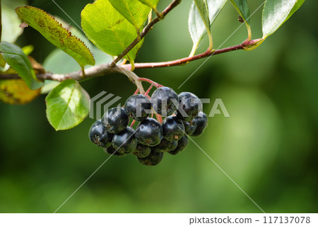 Close-up of fresh Aronia melanocarpa (black chokeberry) hanging on a branch in a garden 117137078
