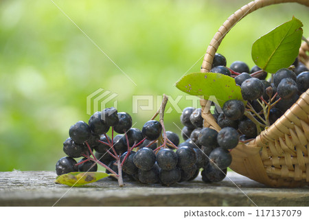 Fresh Aronia melanocarpa berries in wicker basket outdoors Fresh Aronia melanocarpa berries in wicker basket outdoors 117137079