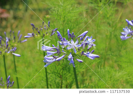 盛開的紫色蘭花或百子蓮 117137530