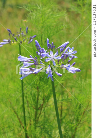 盛開的紫色蘭花或百子蓮 盛開的紫色蘭花或百子蓮 117137531