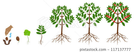 A growth cycle of coffee plants isolated on a white. A growth cycle of coffee plants isolated on a white. 117137777