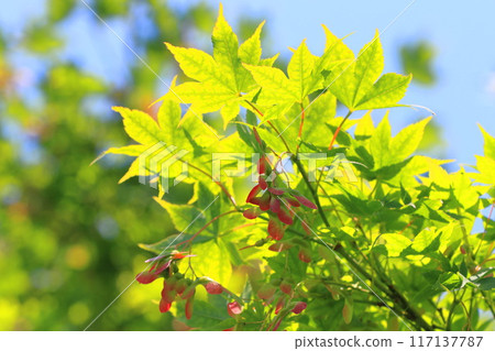 Maple red seeds 117137787