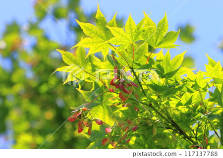 Maple red seeds 117137788