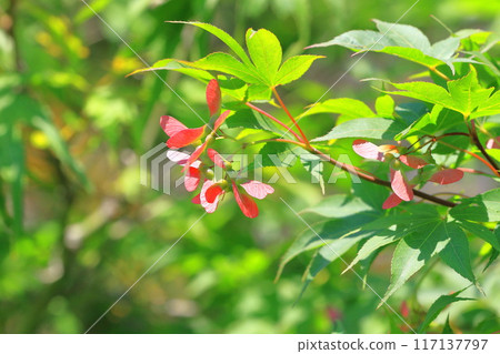 Maple red seeds 117137797