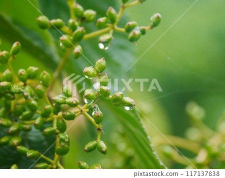 Young fruit of Anacardiaceae 117137838