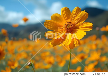 Golden Wildflower Bloom in Sunny Meadow - Nature Photography for Posters and Wall Art Generative AI 117138144