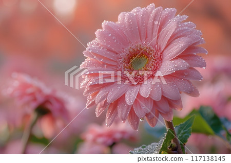 Pink Gerbera Daisy with Dew Drops Nature Photography for Wall Art, Greeting Cards, and Posters Generative AI 117138145