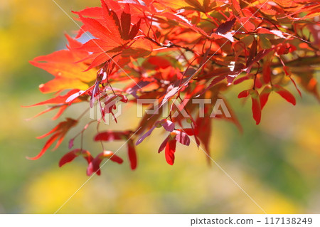 Red leaves of Nomura maple and seeds Red leaves of Nomura maple and seeds 117138249