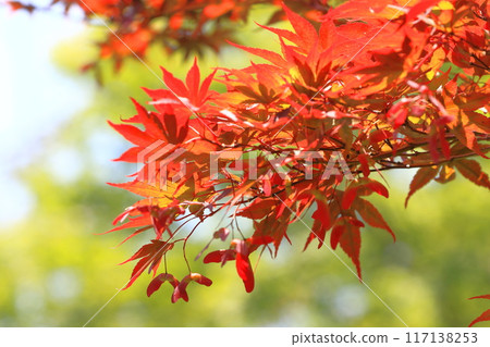 野村楓（野村楓）的紅葉與種子 117138253