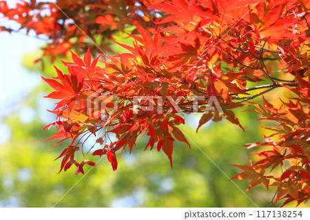 野村楓（野村楓）的紅葉與種子 117138254