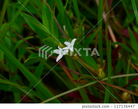 White flowers of Rubiaceae 117138447