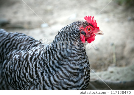 free run hens in field gray chicken free run hens in field gray chicken 117138470