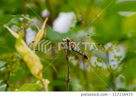 蜻蜓科蜻蜓停在莖上♀ 蜻蜓科蜻蜓停在莖上♀ 117138475