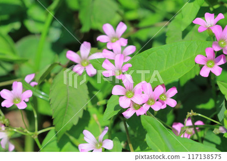Pretty pink wood sorrel 117138575
