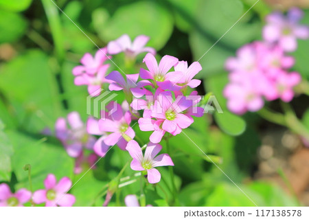 漂亮的粉紅色酢漿草 117138578