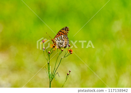 Nymphalidae butterfly, Swallowtail Butterfly (male) drinking nectar from a coreopsis Nymphalidae butterfly, Swallowtail Butterfly (male) drinking nectar from a coreopsis 117138942