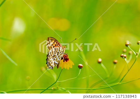 Nymphalidae butterfly, Swallowtail Butterfly (male) drinking nectar from a coreopsis Nymphalidae butterfly, Swallowtail Butterfly (male) drinking nectar from a coreopsis 117138943