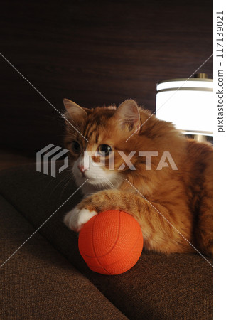 Red cat lies on the sofa with a ball 117139021