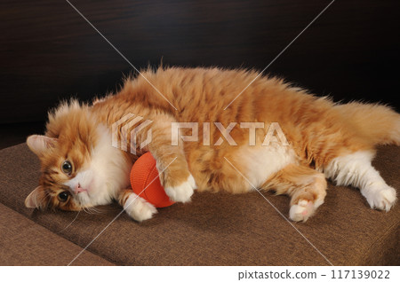 Red cat lies on the sofa with a ball 117139022