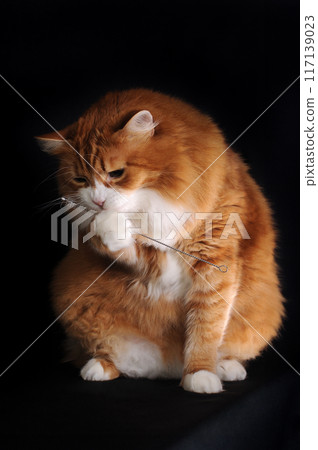 A ginger cat holds a toilet brush in its paw 117139023