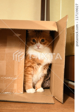 Ginger cat in a box 117139027