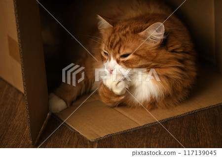 Ginger cat in a box 117139045