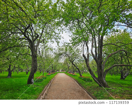 Beautiful alley of the spring park. Moscow. 117139359