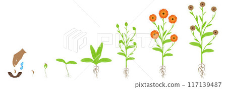 Cycle of calendula plant growth, isolated on white background. 117139487