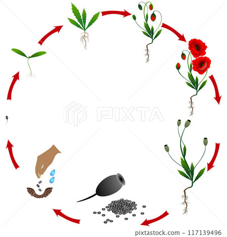 Life cycle of poppy plant on a white background. Life cycle of poppy plant on a white background. 117139496