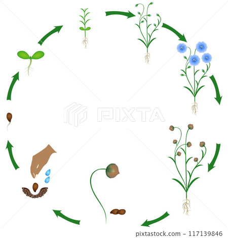 Life cycle of flax plant on a white background. 117139846